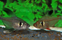 Megalamphodus Megalopterus Zwarte Fantoomzalm