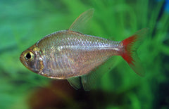 Moenkhausia Sp. Colombia-95 M Roodstaart Zalm