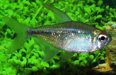 Moenkhausia Pittieri Diamantzalm