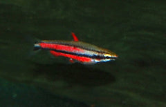 nannostomus rubrocaudatus Potloodvisje Rubrocaudatus