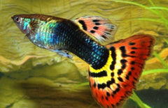 Poecilia reticulata Gup Man Tuxedo Spotted Tail