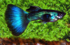 Poecilia reticulata Gup Man Moscow Green Male M