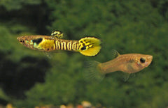 poecilia Wingei Tiger