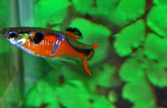 Poecilia Wingei Red Chest (m-f) M