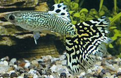 Poecilia reticulata Gup Man Snakeskin Cobra Groen