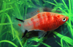 Xiphophorus maculatus platy Bloedend Hart