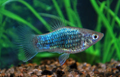 Xiphophorus maculatus platy Neon Blauw Tuxedo