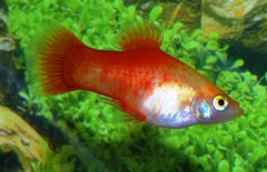 Xiphophorus maculatus platy Goud