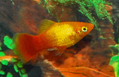 Xiphophorus maculatus platy Neon Marigold