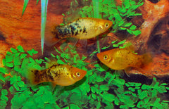 Xiphophorus maculatus platy Neon Spotted