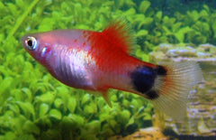 Xiphophorus maculatus platy Mickey Mouse Roodvin