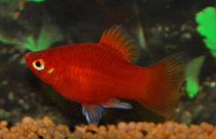 Xiphophorus maculatus platy Koraal Rood Mickey Mouse