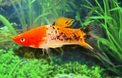 Xiphophorus Helleri Zwaarddrager Sanke