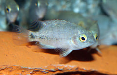Cribroheros Rostratus S Cichlide Rostratus