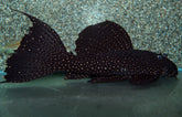 Pseudacanthicus Serratus XL Mustang Cactus Pleco