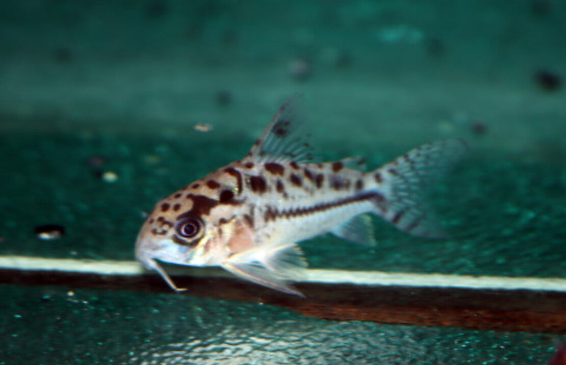 Corydoras Evelynae M Pantsermeerval Evelynae