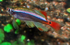 Tanichthys Albonubes Sluier Chinese Danio