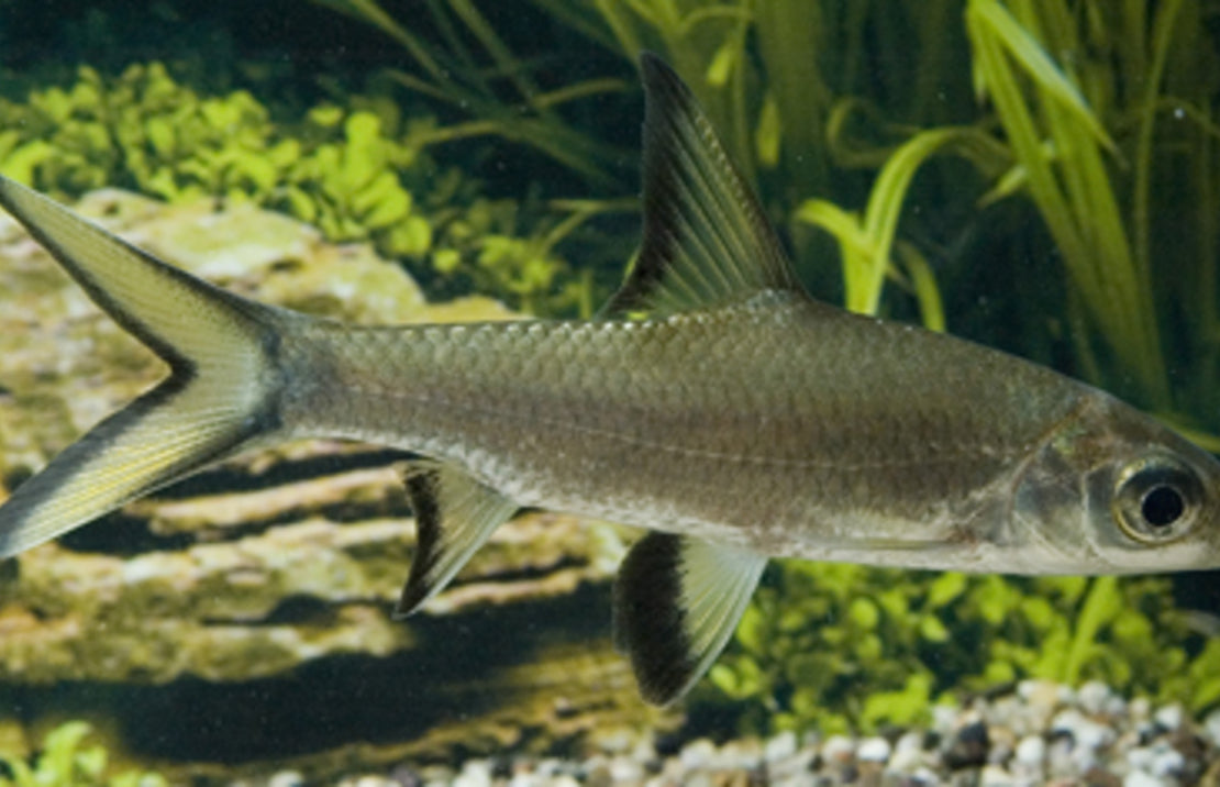 Balantiocheilus melanopterus Haaibarbeel