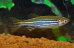 Brachydanio Rerio Zebra Danio