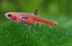 Boraras Merah Phoenix Dwergbarbeel Borneo