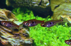 Boraras Naevus Dwergbarbeel Thailand