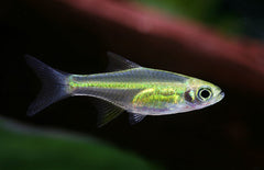 Microdevario Kubotai M Groene Rasbora