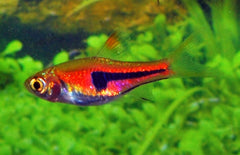 Trigonostigma Rasbora Espei Rode Kegelvlekbarbeel