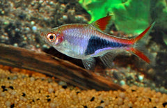 Trigonostigma Heteromorpha Kegelvlekbarbeel