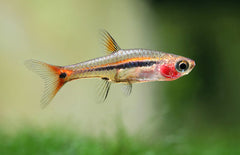 Boraras Urophthalmoides Glasrasbora