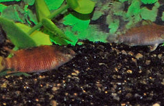 Badis Singenensis M Rode Dwergbaars