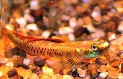 Stiphodon Cf. Rutilaureus Neon Gobi Indonesie