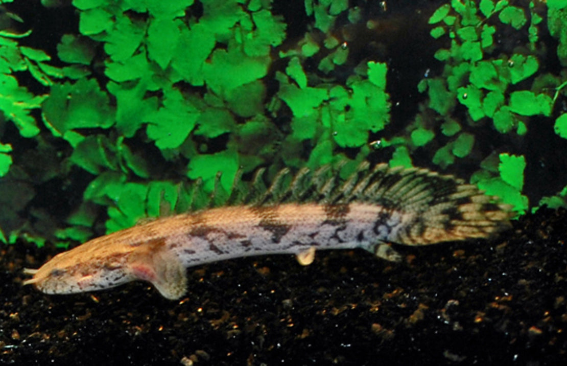 Polypterus endlicheri Kwastvinsnoek