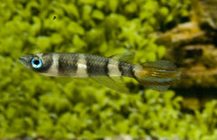 Epiplatys Annulatus M Ringbandsnoekje