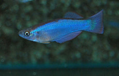 Procatopus Similis Lichtoogje Similis