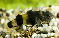Brachygobius Xanthozona-doriae M Bijtje