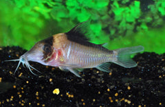 Corydoras Sp. C121 L Pantsermeerval C121