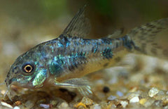 Corydoras Paleatus M Gevlekte Pantsermeerval