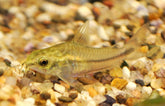 Corydoras Pygmaeus S