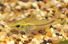 Corydoras Pygmaeus S