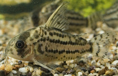 Corydoras Schwartzi M Pantsermeerval Schwartzi