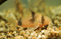 Corydoras Weitzmani M Pantsermeerval Weitzmani