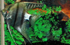 Pterophyllum scalare Maanvis platinum blauw