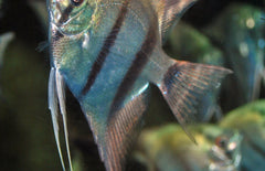Pterophyllum scalare Maanvis platinum blauw