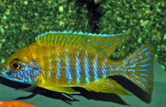 Aulonocara Maleri Gold