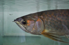 Osteoglossum Ferreirai - Zwarte Arowana