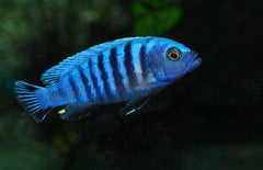 Pseudotropheus Kingsizei