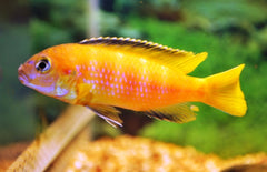 Pseudotropheus Saulosi Malawi Cichlide