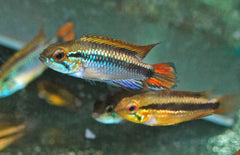 Apistogramma Agassizii Double Red Gele Dwergcichlide Dubbel Rood