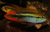 Apistogramma Agassizii Double Red Gele Dwergcichlide Dubbel Rood