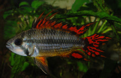 Apistogramma Cacatuoides Double Red M Gekuifde Dwergcichlide Dubbel Rood